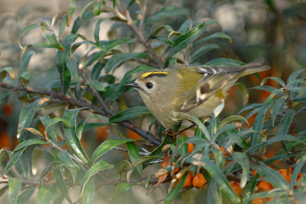 Goudhaan, Regulus regulus