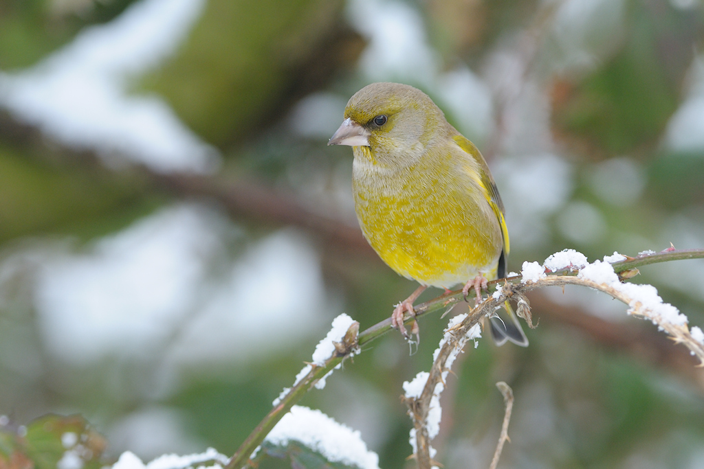 Groenling, Chloris chloris