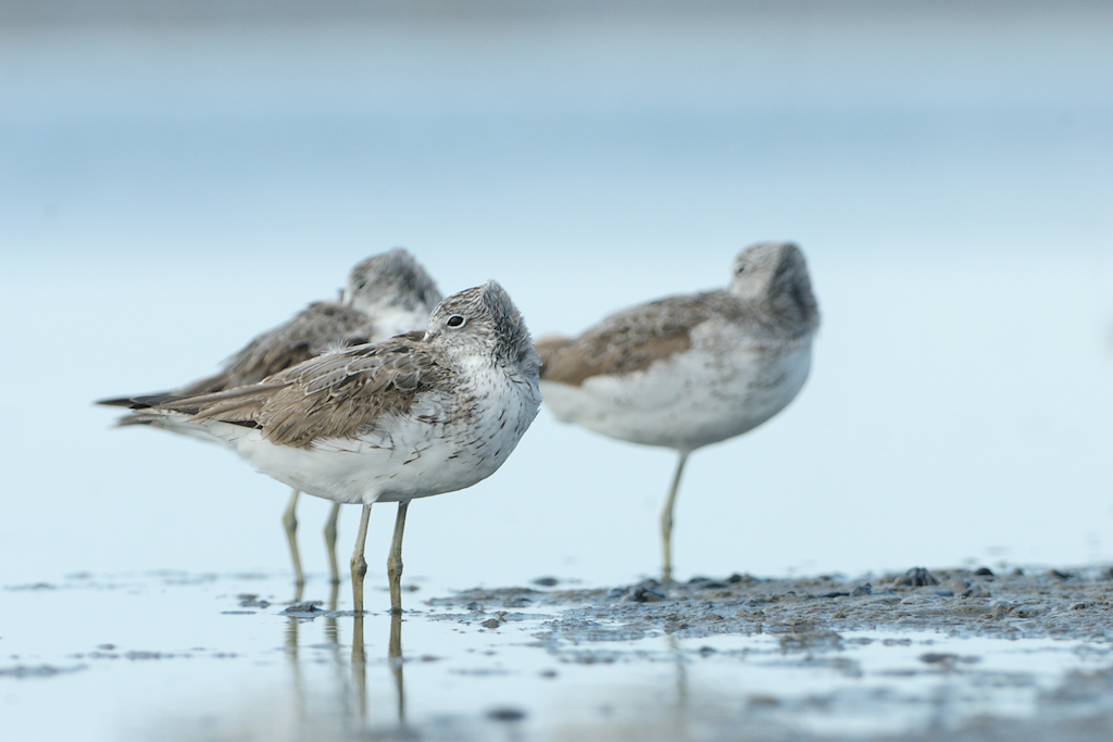 Rustende Groenpootruiters, Tringa nebularia