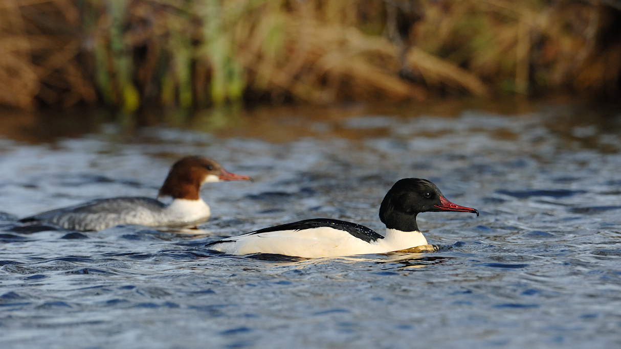 Grote Zaagbek, Mergus merganser