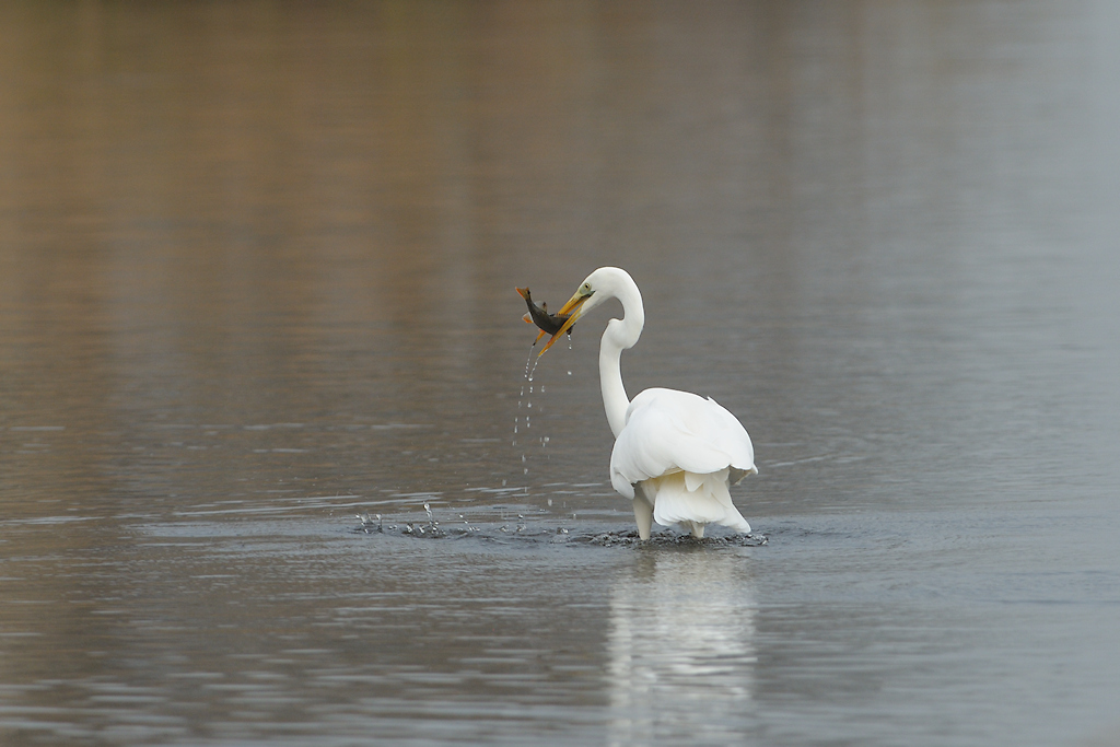 Grote Zilverreiger, Ardea alba