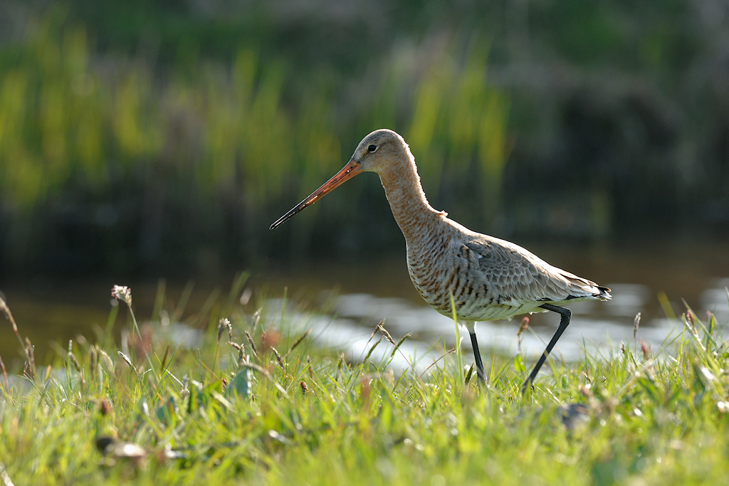 Grutto, Limosa limosa