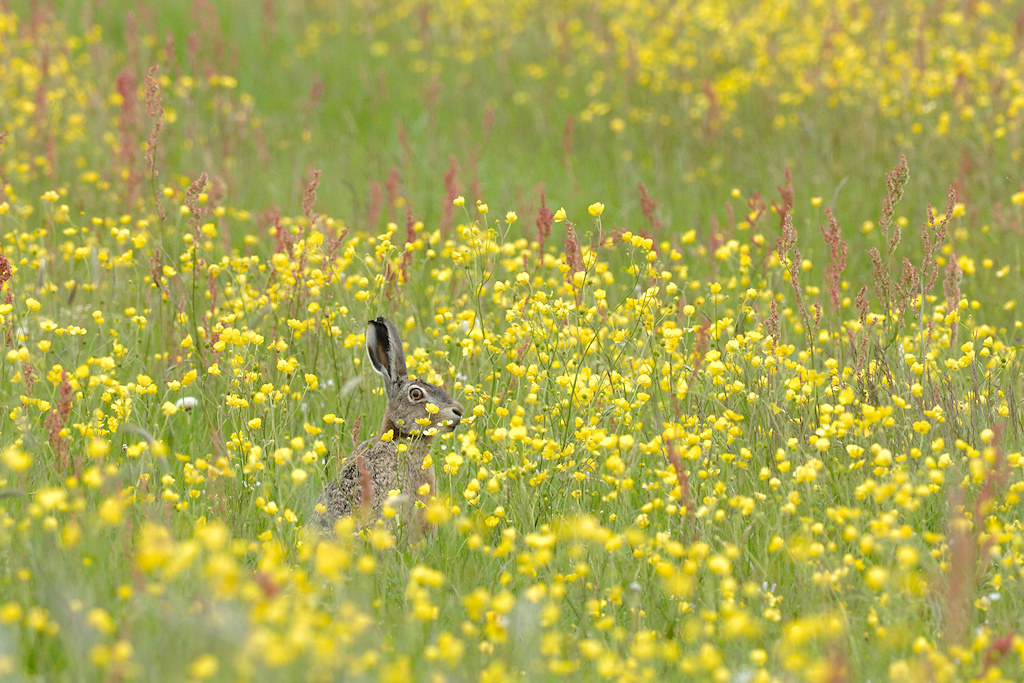 Haas, Lepus europaeus