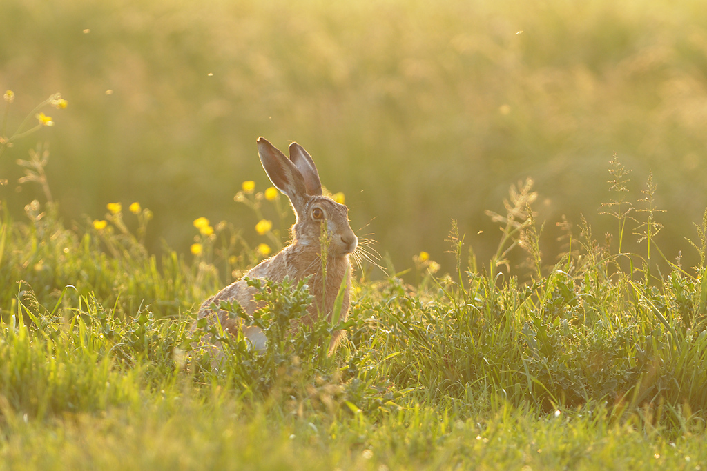 Haas, Lepus europaeus