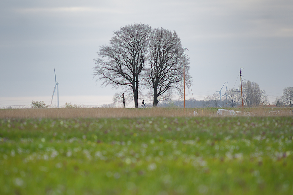 Veld met Kievitsbloemen bij Hasselt