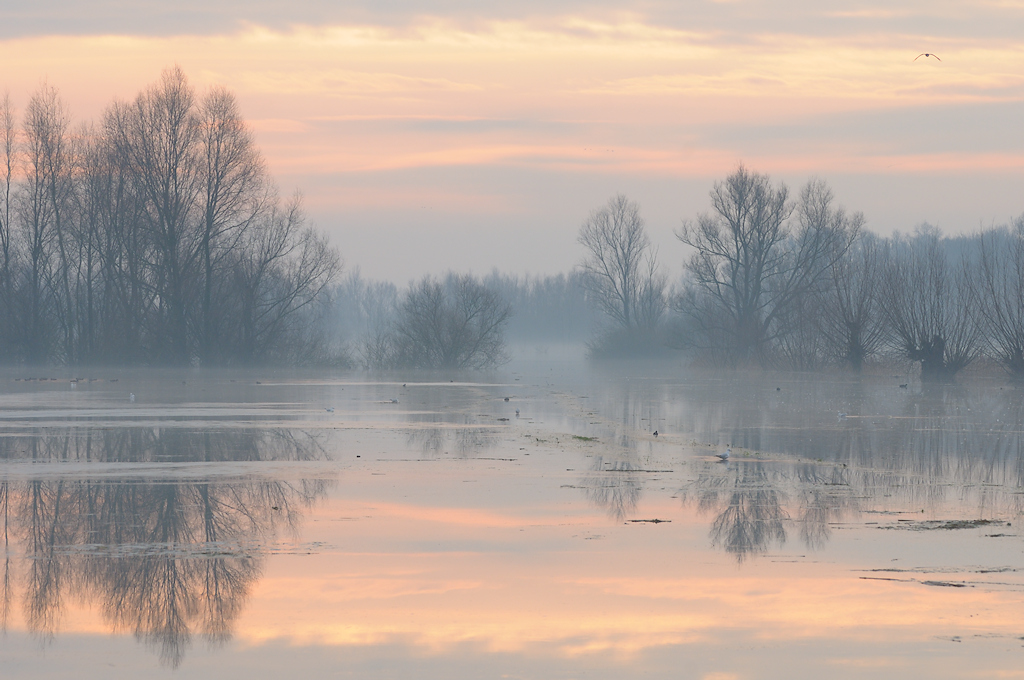 Ochtendnevel over de ondergelopen uiterwaarden bij Hattem