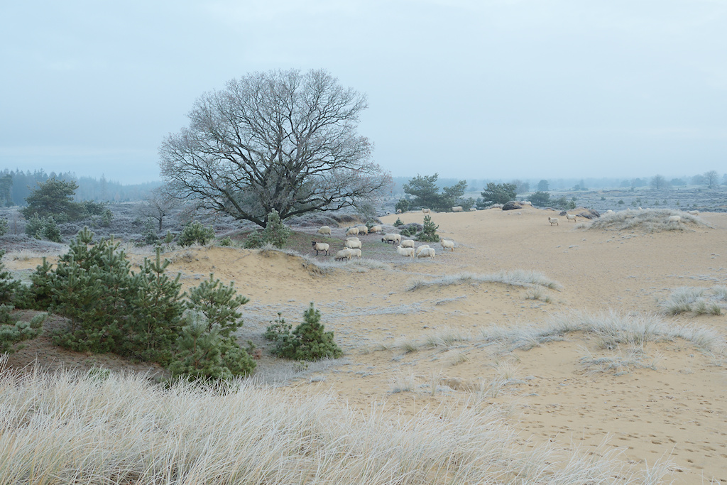 Heide en Stuifzand in het zuid-oosten van Frysl�n