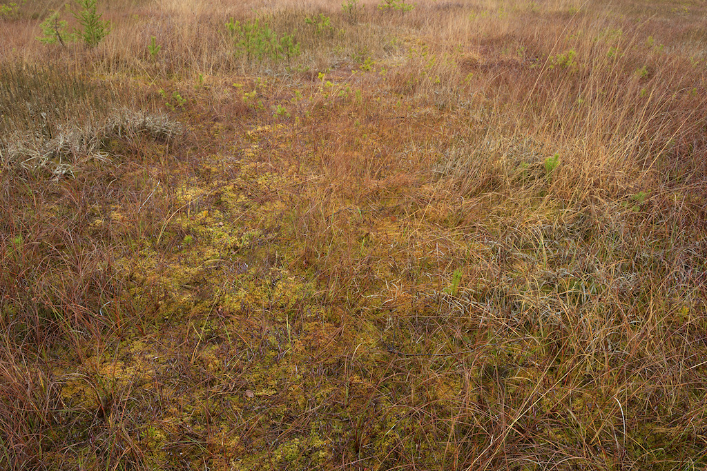 Hoogveen is een pakket van veenmos dat veel water vasthoudt