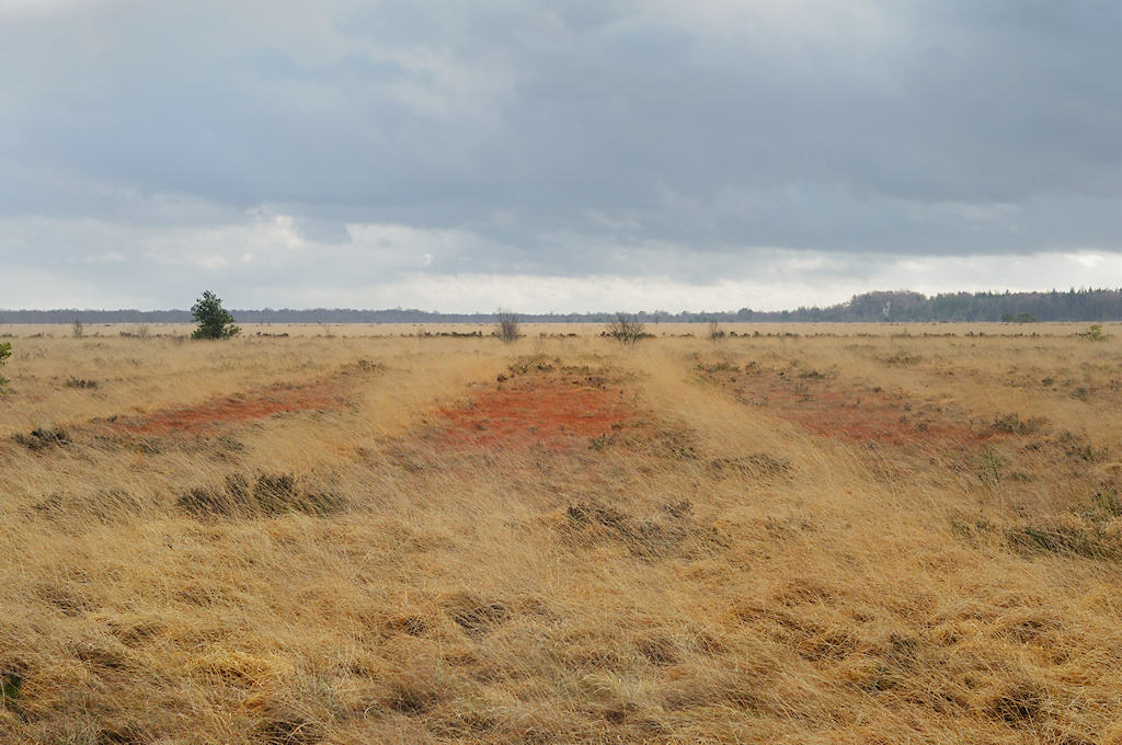 Sporen van Boekweitteelt zijn nog zichtbaar in het Fochtelo�rveen
