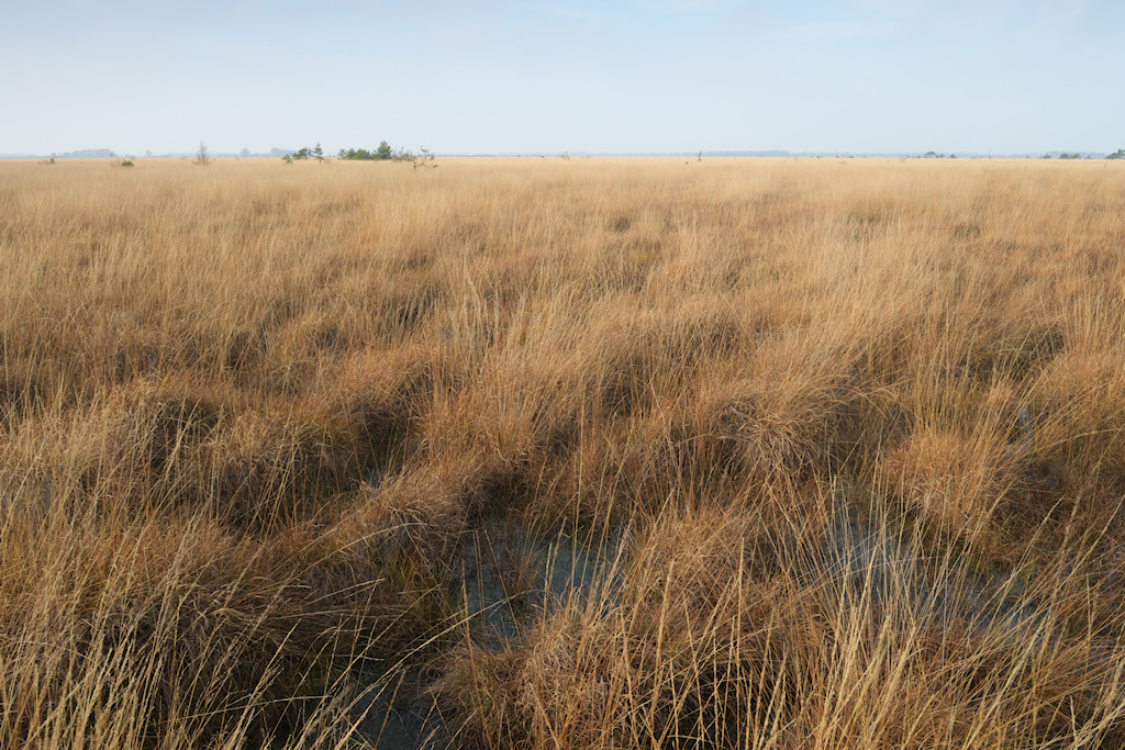 Verdroging en neerslag van Stikstof zorgt voor vergrassing van Hoogveen