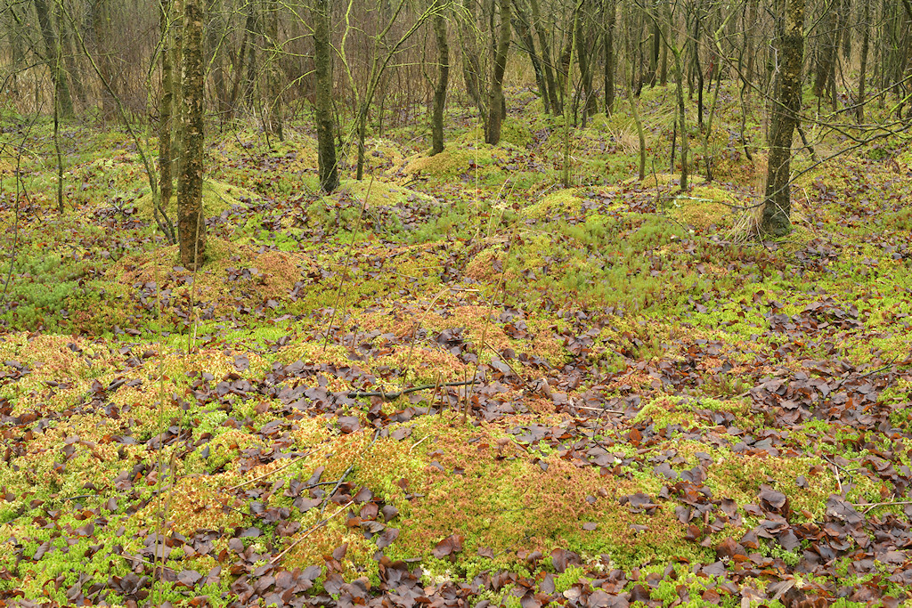 Berkenbroek of Hoogveenbos
