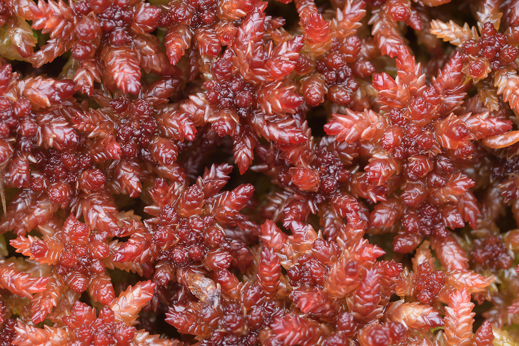 Hoogveenveenmos, Sphagnum divinum