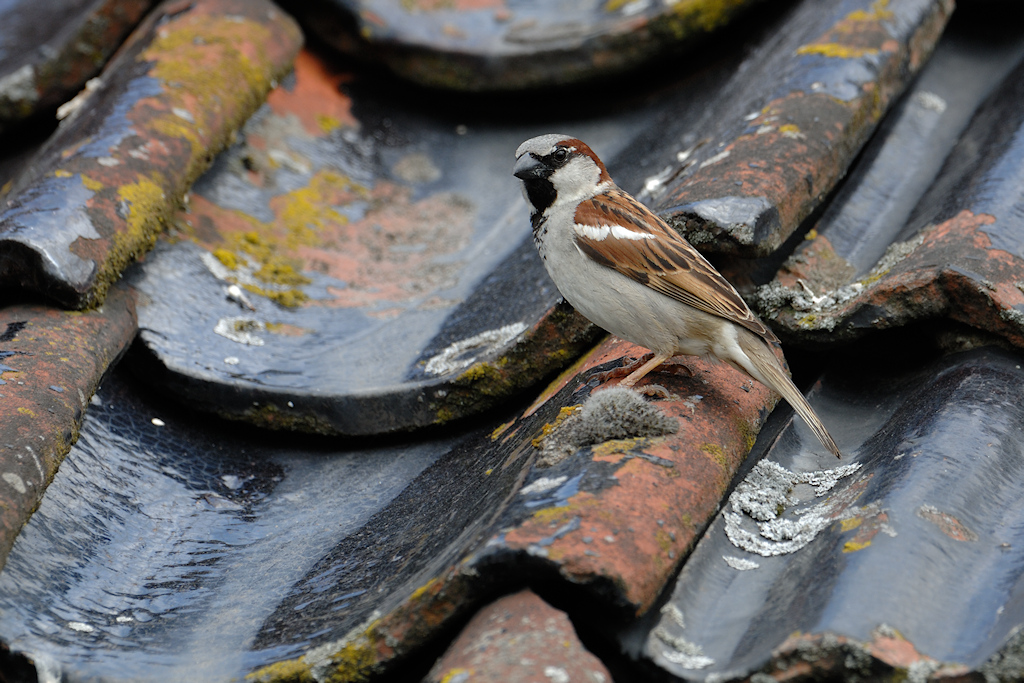 Huismus, Passer domesticus