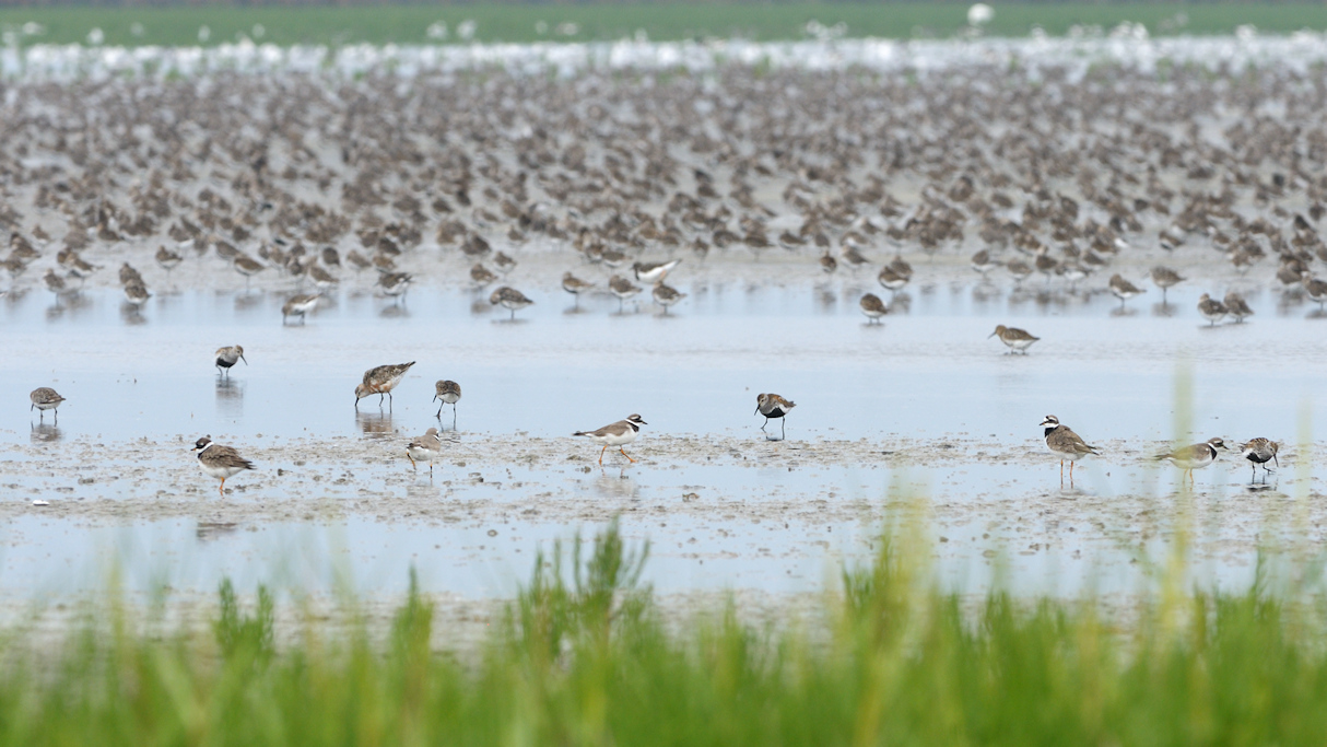 Wadvogels