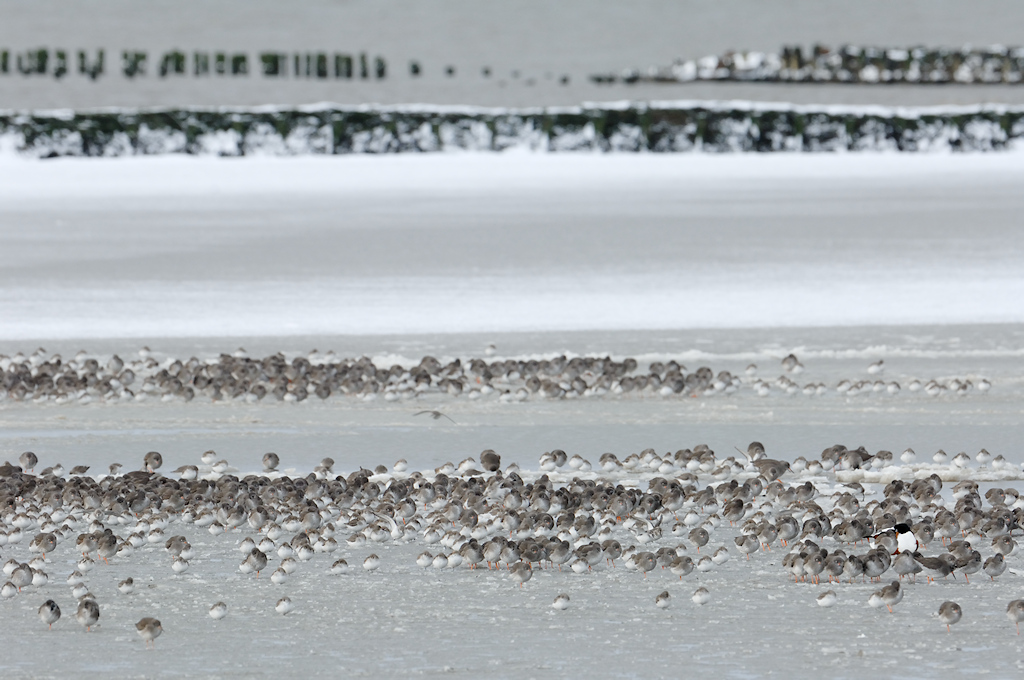 Wadvogels in de winter
