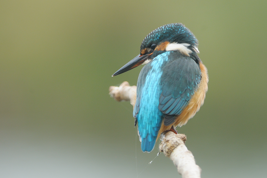 IJsvogel, Alcedo atthis