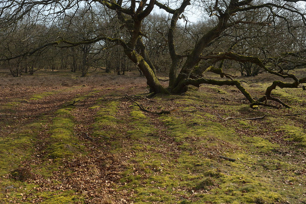 Karrensporen in de Strubben-Kniphorstbosch