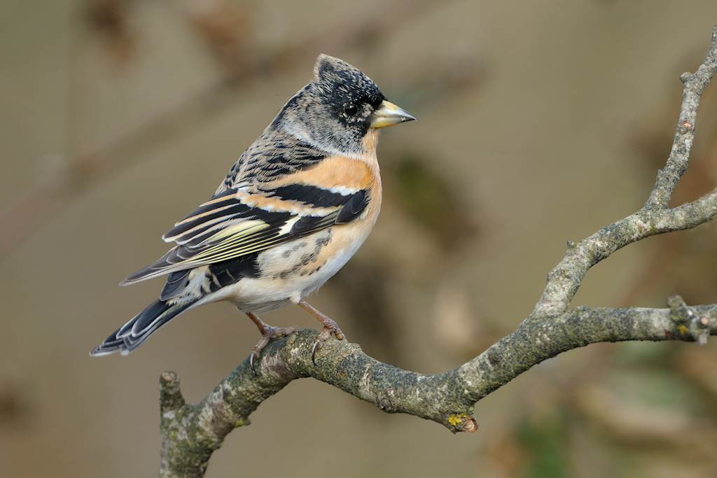 Keep, Fringilla montifringilla