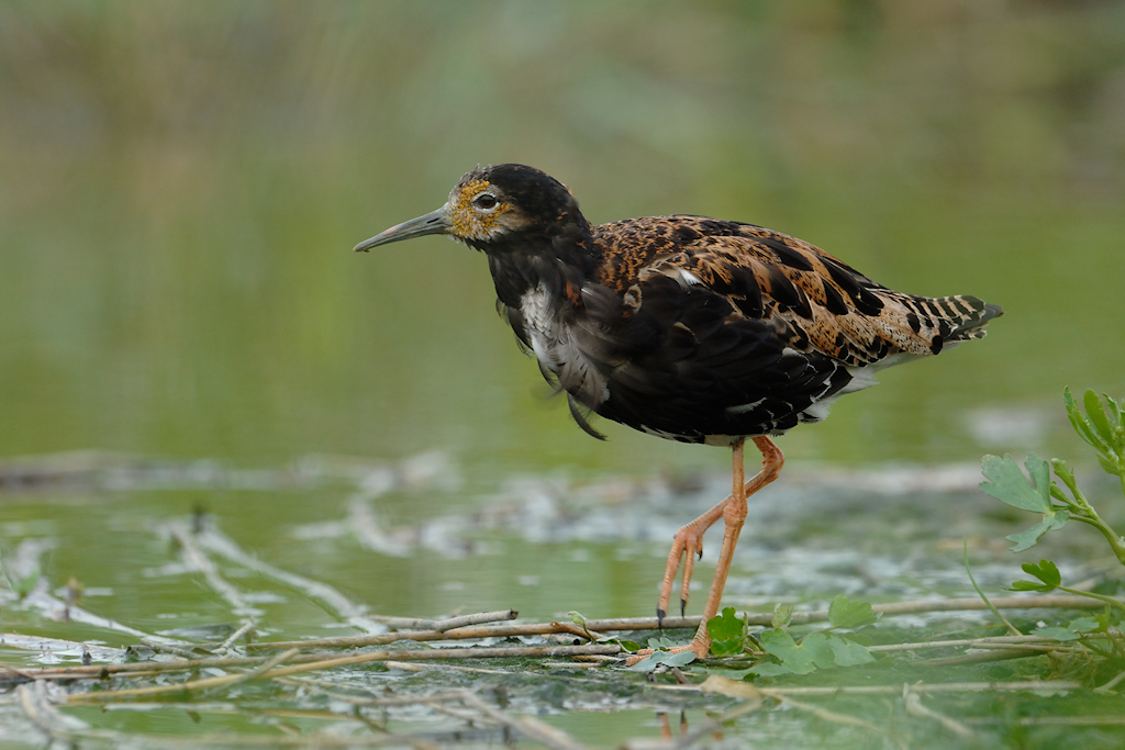 Kemphaan, Calidris pugnax