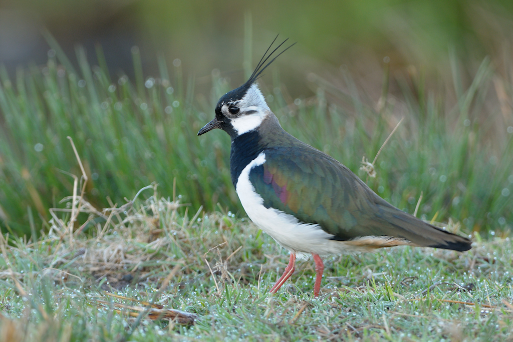 Kievit, Vanellus vanellus