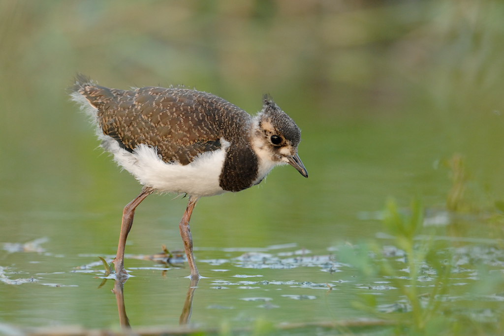 Juveniele Kievit
