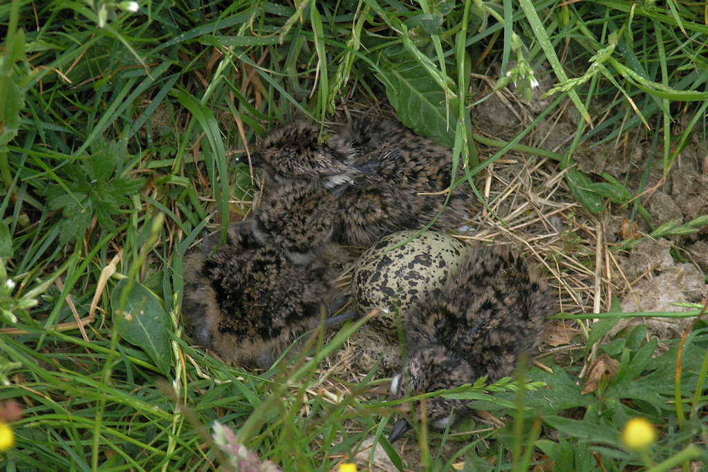 Kievitsnest met kuikens
