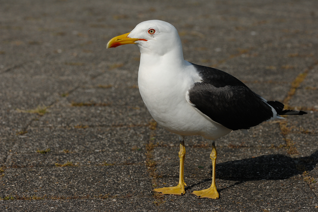 Kleine Mantelmeeuw, Larus fuscus