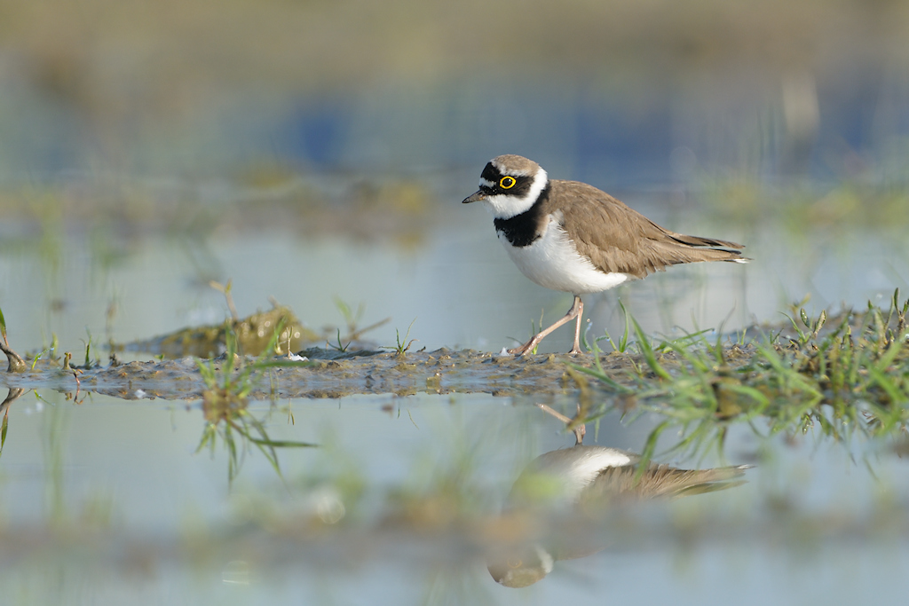 Kleine Plevier, Charadrius dubius