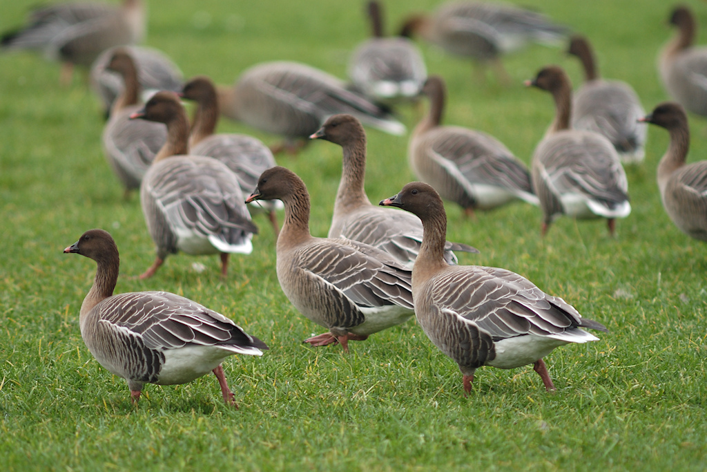 Kleine Rietgans, Anser brachyrhynchus