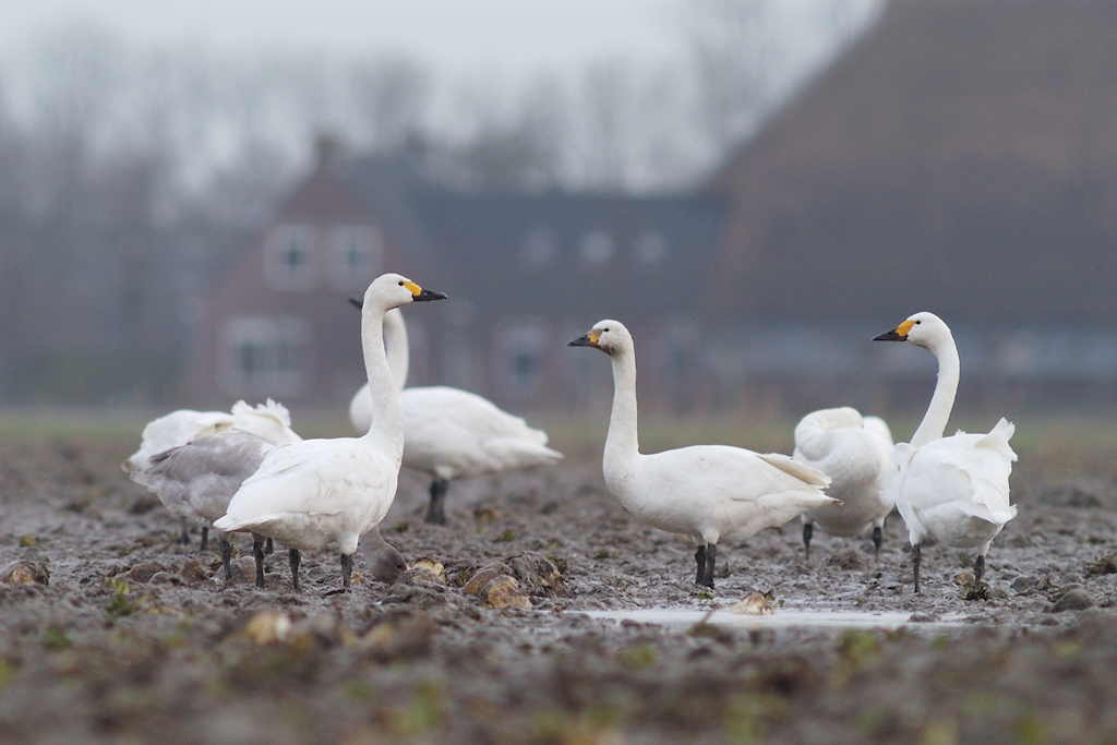 Kleine Zwaan, Cygnus columbianus