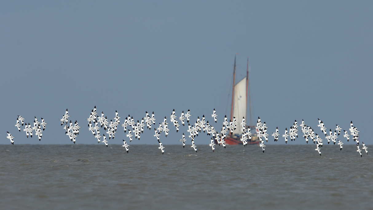 Waddenzee met vlucht Kluten
