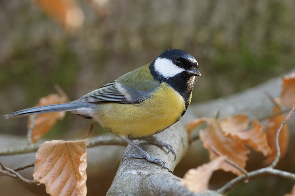 Koolmees, Parus major
