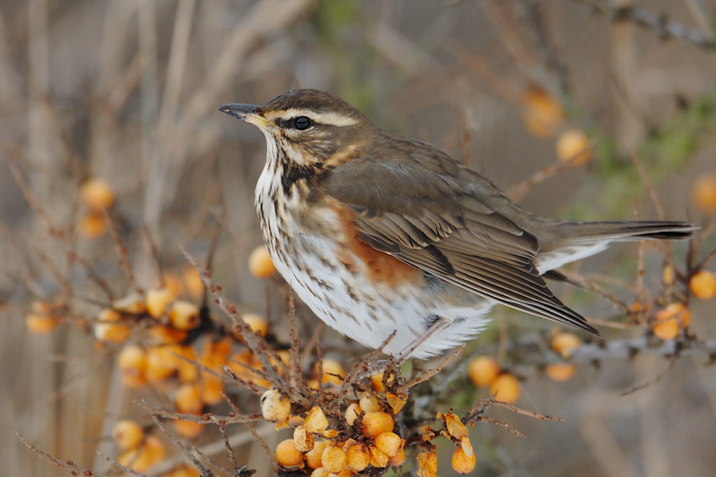 Koperwiek, Turdus iliacus