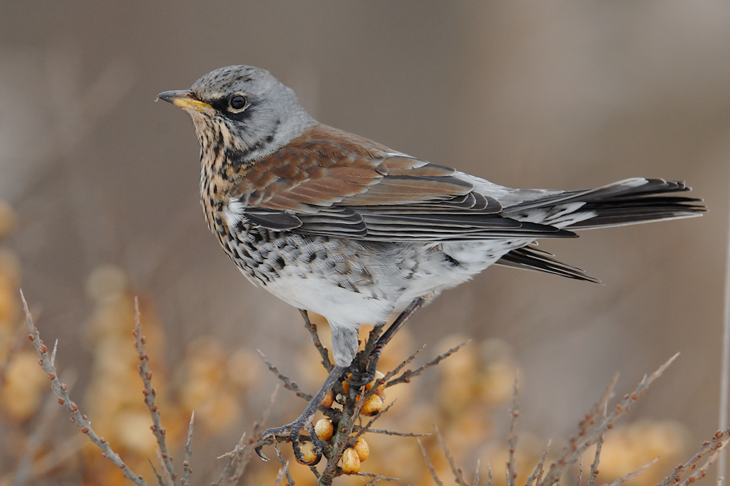 Kramsvogel, Turdus pilaris