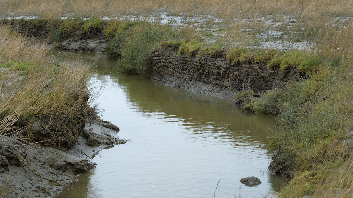 Gelaagdheid van de kwelder