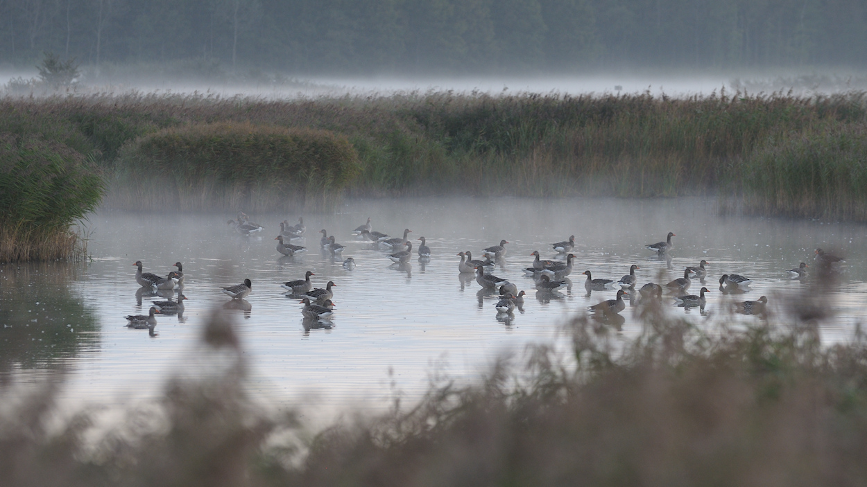 Lauwersmeer, Grauwe Ganzen in het Roodkeelplasje