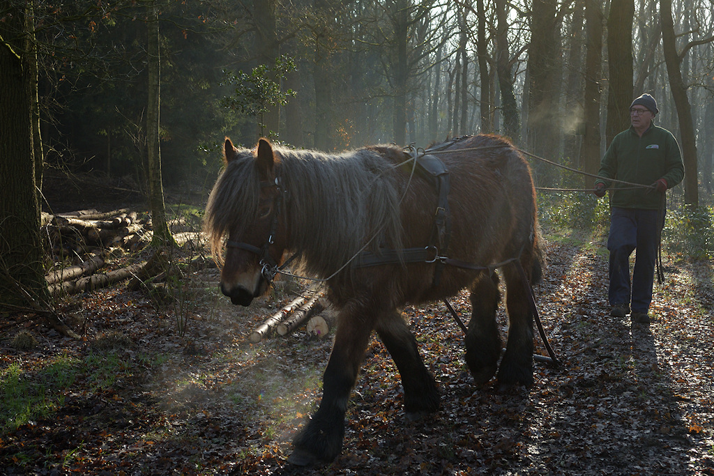 Houtslepen met Paard op de Boschhoeve
