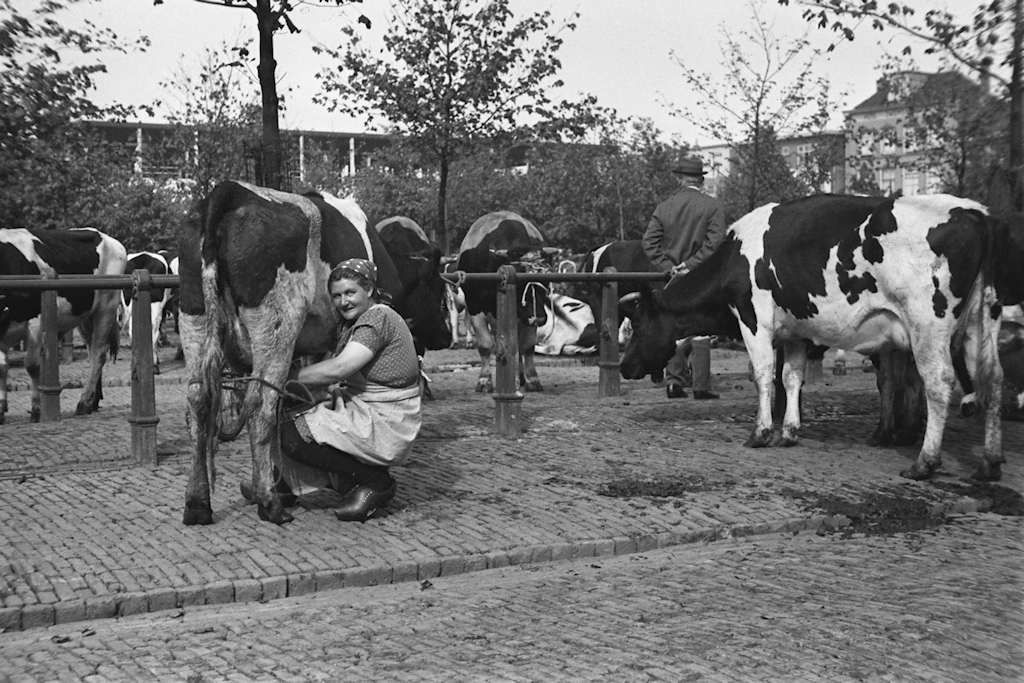 Ljouwert, melken op de veemarkt