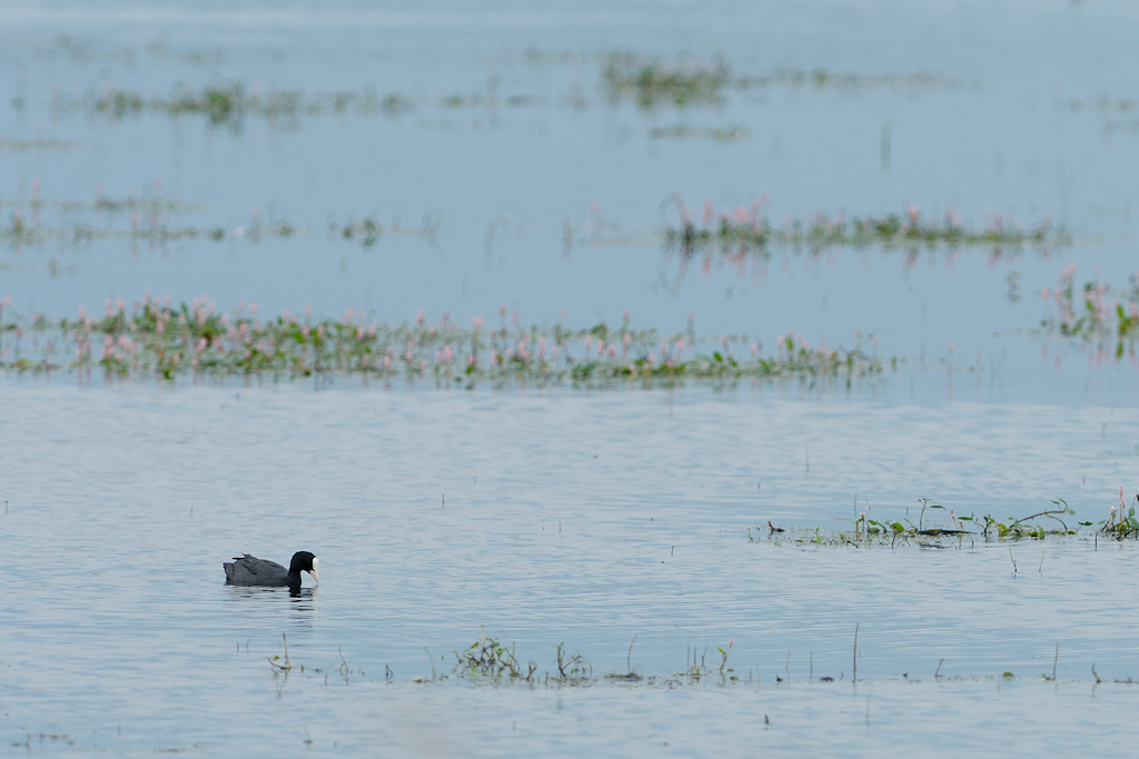 Meerkoet, Fulica atra
