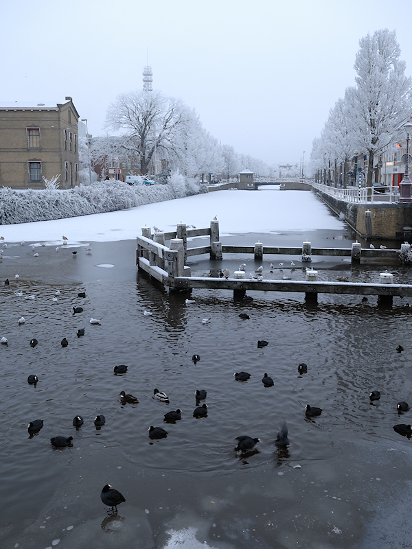 Meerkoeten in een Wak