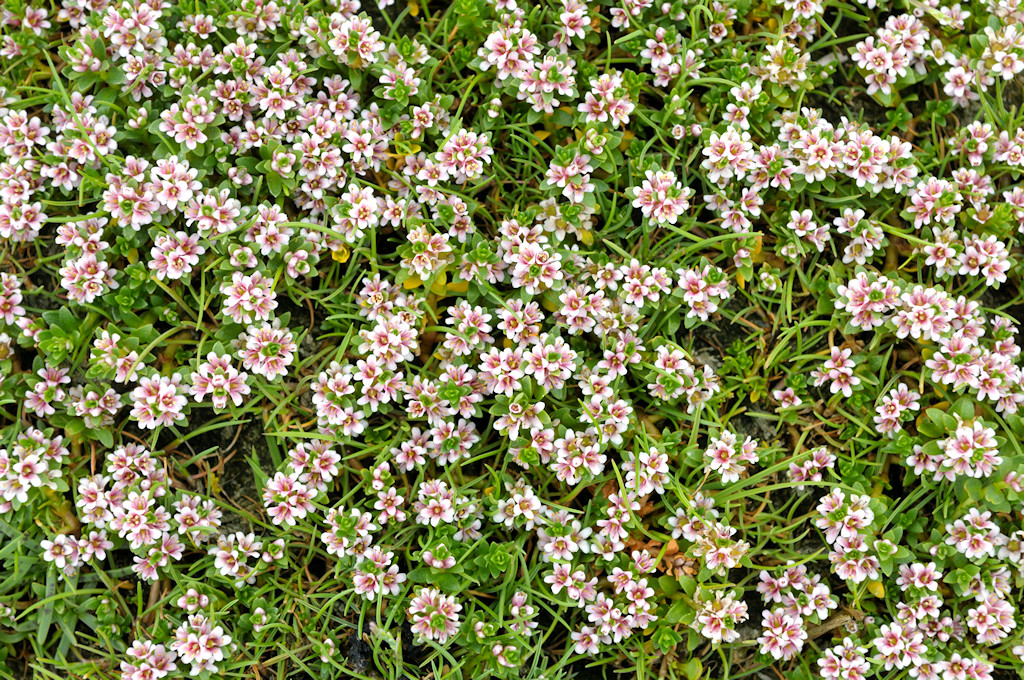 Melkkruid, Glaux maritima
