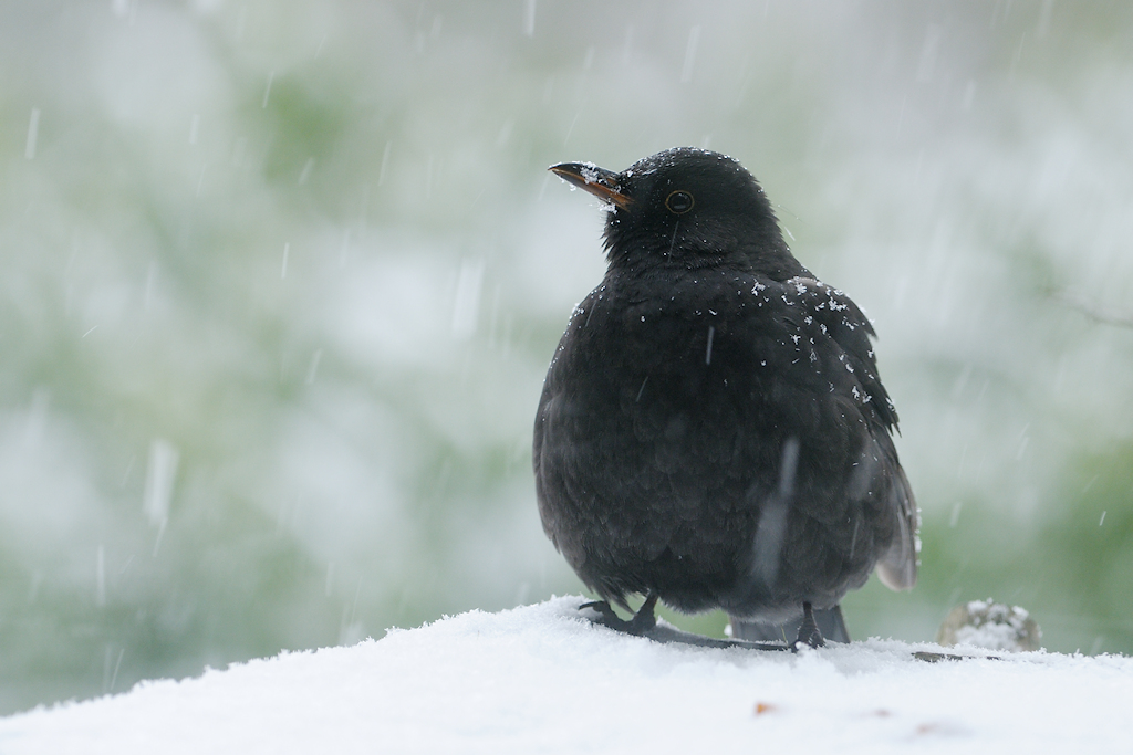 Merel, Turdus merula