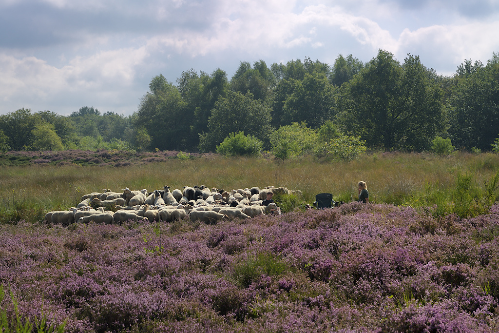 de Bloeiende Merskenheide