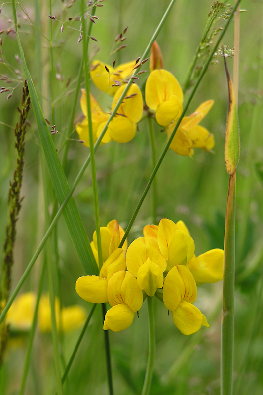 Moerasrolklaver, Lotus pedunculatus