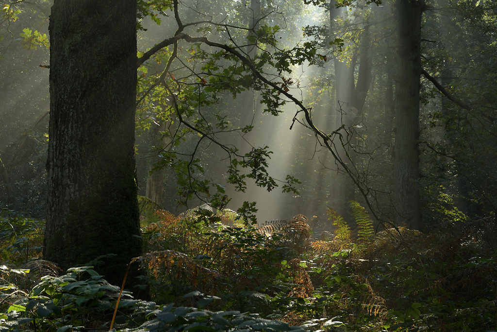 Norgerholt, H9120 Beukeneikenbossen met Hulst