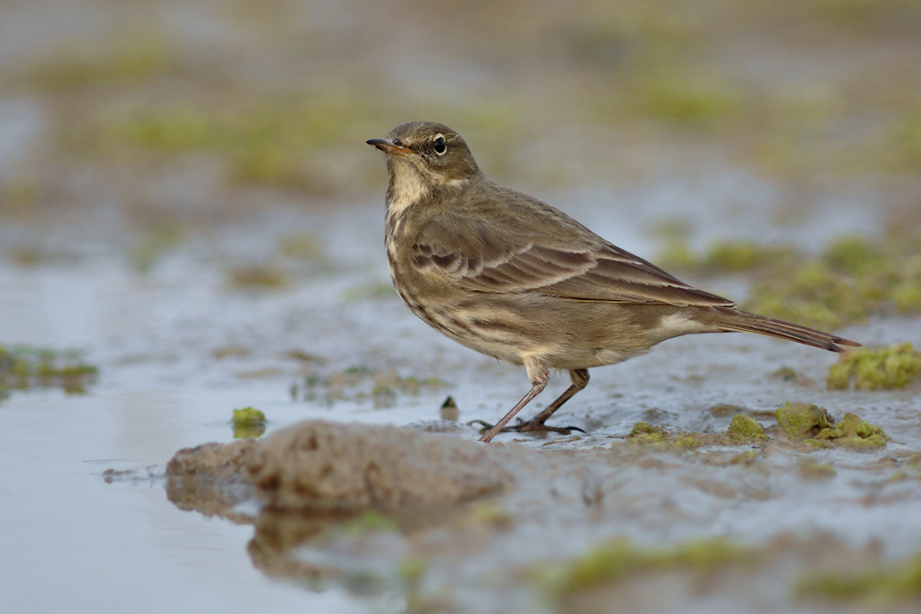 Oeverpieper, Anthus petrosus