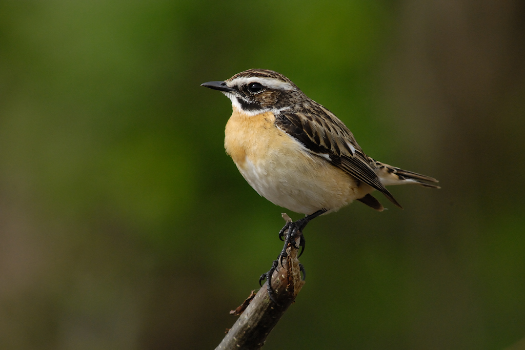 Paapje, Saxicola rubetra
