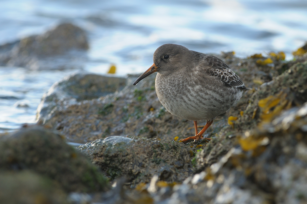 Paarse strandloper, Calidris maritima