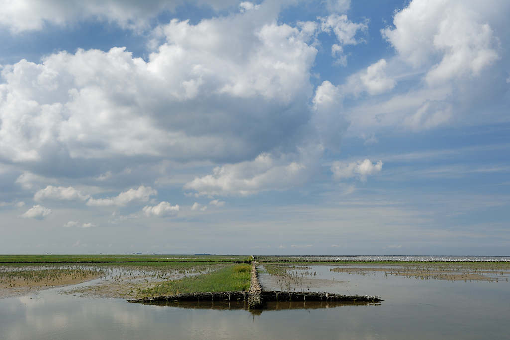 Landaanwinning met behulp van rijshout