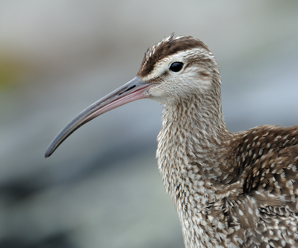 Regenwulp, Numenius phaeopus - portret